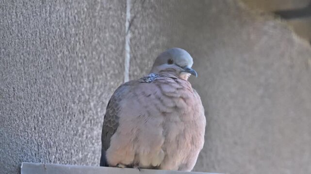 Close up of a wild spotted dove resting peacefully with fluffy plumage on a building ledge against a textured concrete wall background in an urban environment.