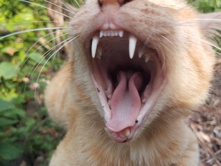 roaring cat © Didik