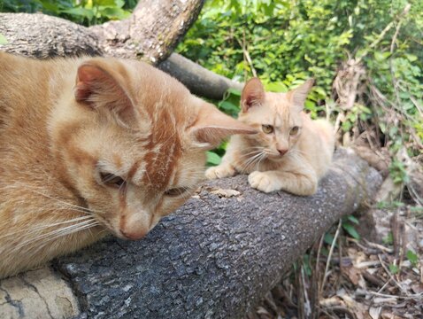 couple of ginger cat