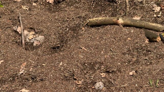 Close-up of Anthill Activity with Ants Crawling on Ground in Forest