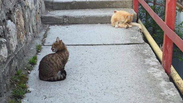 Stray Cats Show Curiosity Near Steps. Tabby And Ginger Cats Exhibit Subtle Tension In Street Setting. Two Street Cats Interact With Curiosity And Reserved Tension At Urban Location