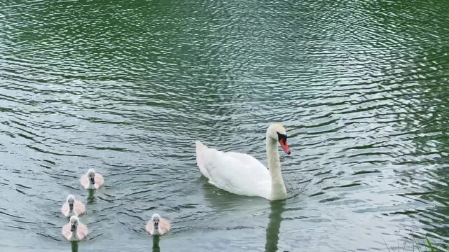 Mother Swan with Small Cygnets Swimming on Lake in Summer