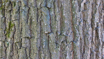 Obraz premium Tree bark forms a rough natural texture with cracks, ridges, and moss