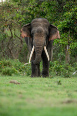 Fototapeta premium Close-up Portrait of a Wild Sri Lankan Elephant Tusker in the Forest