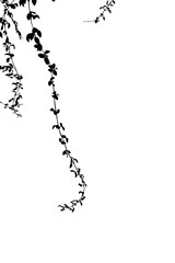 Obraz premium Isolated black silhouette of hanging vine leaves on white background, perfect for minimalist nature-inspired designs, botanical art, and floral borders.