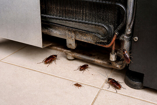 Cockroach infestation in residential kitchen. Group of bugs crawling near refrigerator base. Sanitary house problem and pest control concept. Unhygienic conditions and insect menace.
