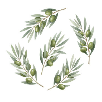 Five watercolor olive branches with green fruits and lanceolate leaves arranged on white paper background, serene and elegant organic botanical illustration