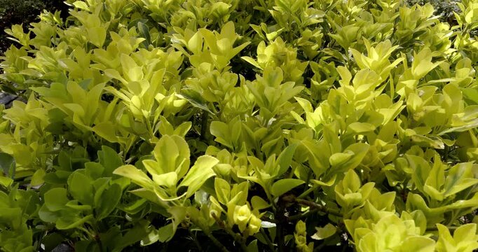 Japanese spindle background, Auvegne, France.