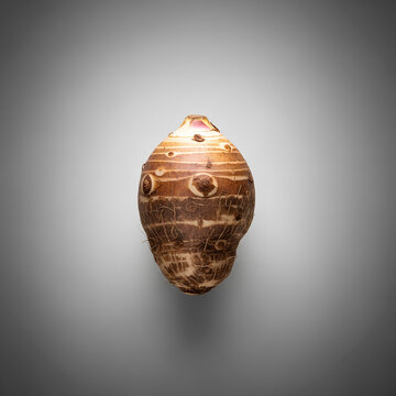 Closeup shot of a taro root on a plain background studio lighting.