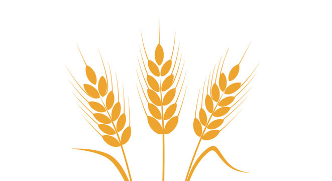 Three golden stalks of wheat with detailed kernels and leaves are arranged in a fan shape against a clean white background for agriculture.