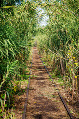 Fototapeta premium rail tracks in the forest