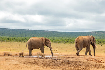 Naklejka premium Elephant in Addo Elephant Safari Park