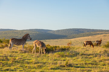 Obraz premium Zebra in Addo Elephant Safari Park