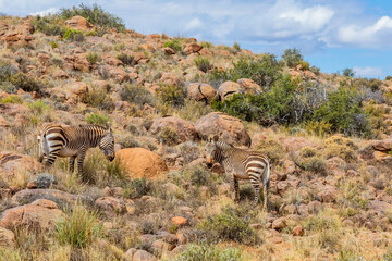 Obraz premium Mountain Zebra grazing in Karoo game reserve