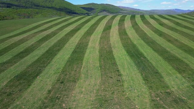 Beautiful aerial perspective of a freshly mowed hayfield creating a stunning striped pattern across the landscape of rolling hills