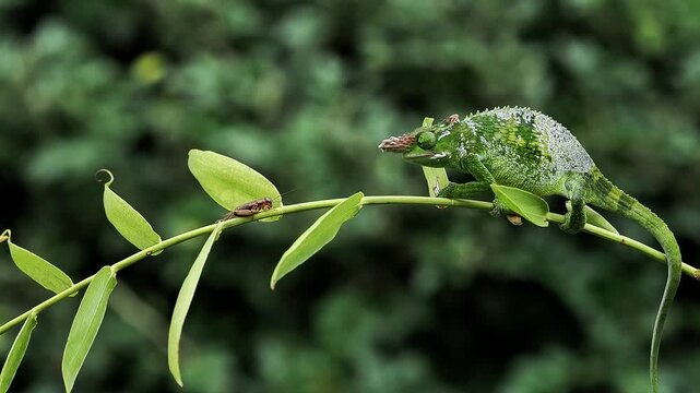 A Fischer chameleon is catching a cricket as its prey.