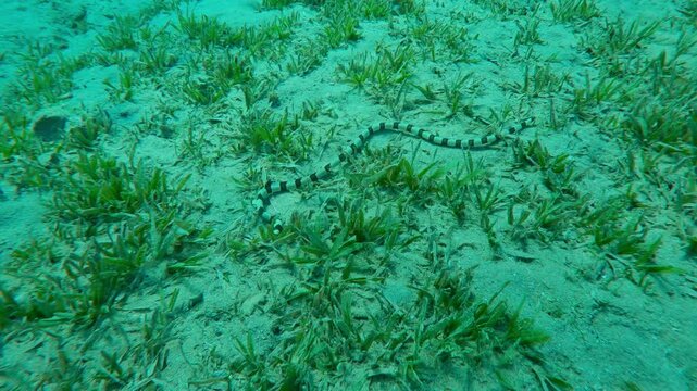 Close-up of Banded Snake Eel (Myrichthys colubrinus) crawls, wriggles across sandy seabed covered with green Smooth Ribbon Seagrass (Cymodocea rotundata), camera accompanies snake eel