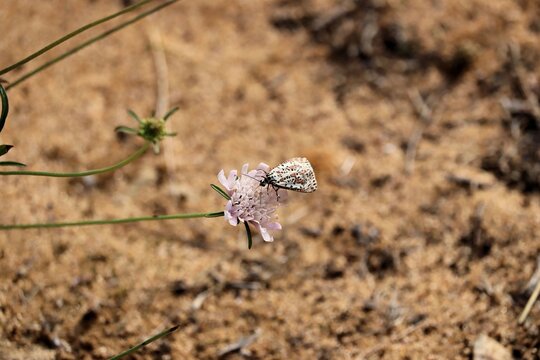 Heliotrope Moth (Utetheisa pulchelloides) feeding on pincushion plant nectar, South Australia