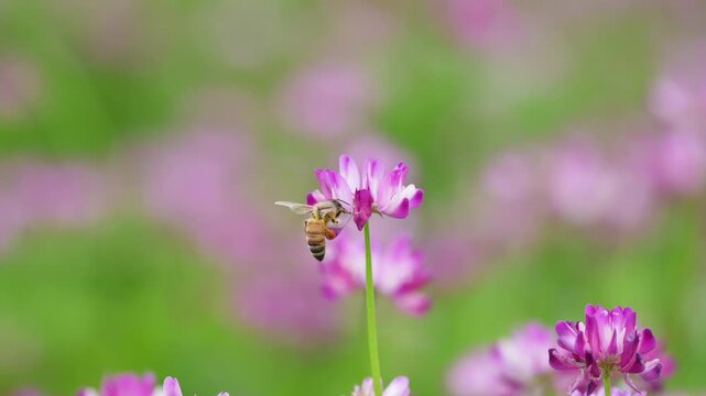 春の自然風景 ミツバチの飛行とレンゲ草