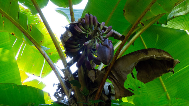 Sunlight shining through wild banana leaves at Phu Soi Dao National Park