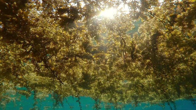 Floating island of storm-ripped Sargassum brown seaweed drifting on surface of ocean on sunny day, bright sunrays break through thickness of floats algae, backlit by sun, close-up, underwater footage
