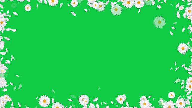 white daisies flower and petals border frame green screen animation,chroma key cosmetic beauty and wave isolated social media motion design element