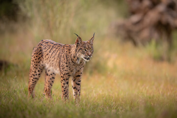 Side Profile of Iberian Lynx Standing in Meadow © JoseAngel