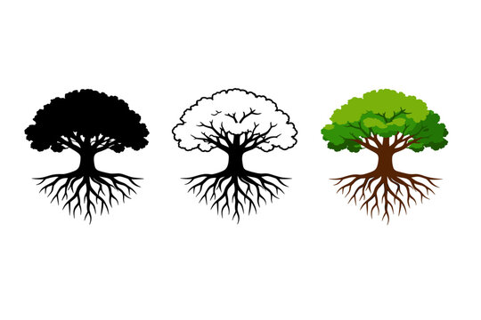 Set of oak tree icons with visible root systems in three distinct styles including a solid black silhouette, a detailed black outline, and a vibrant green colored vector illustration design.
