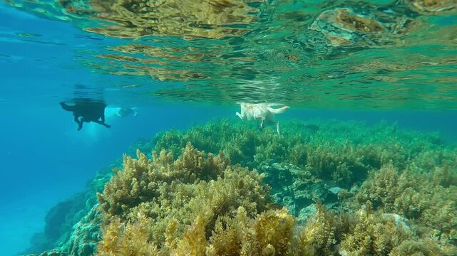 Three dogs and men swims on water surface over coral reef covered with Sargassum algae, Back view from underwater. Man with doggies refreshes itself from sweltering summer heat by swimming in sea