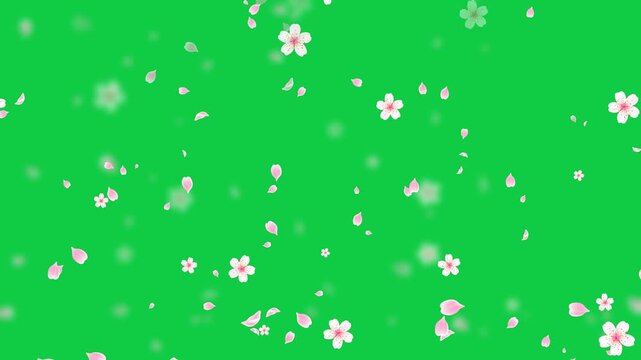 Spring Sakura Cherry Blossom fall green screen animation,chroma key nature petals and buds season and spring sale isolated motion design element