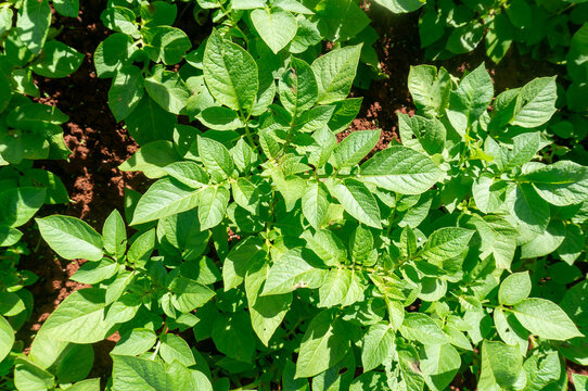 Potato plants grown during the rainy season in Don Duong, Lam Dong. Healthy potato plants and potato plants infected with late blight and powdery mildew affecting the leaves are shown in close-up shot