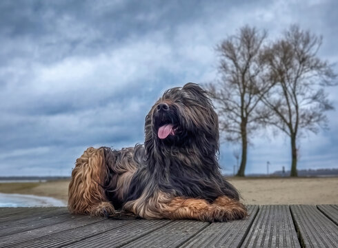 ein Briard 
