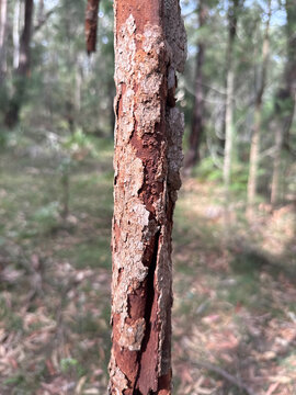 Peeling Native Tree Bark Red Underbark, Thirlmere Lakes National Park NSW Australia