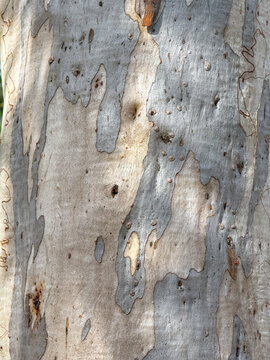 Scribbly Gum Eucalyptus Smooth Pale Bark, Thirlmere Lakes National Park NSW Australia