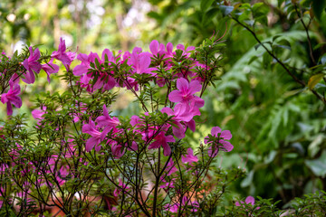 Fototapeta premium Rhododendron azalea purpurea in the garden close-up.