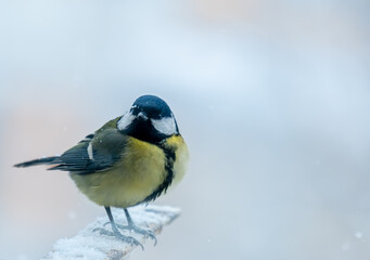 Bird titmouse in the feeder close-up. © Сергей Лаврищев