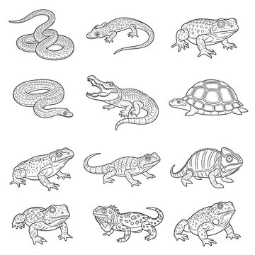 Reptiles and Amphibians Illustration Set.