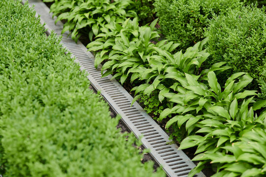 Lush green foliage lines a tranquil pathway in a peaceful garden setting