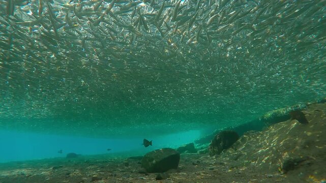 Huge, grey cloud of Silversides Atherina enveloped shallow water close to shore at spawning run time. Dense school allowed only sunburst break through illuminated fish, backlit by sun glaring at lens