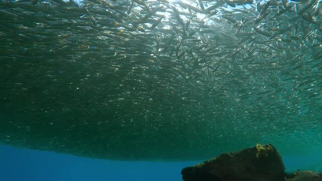 During their spawning run season, huge, dense mass of Hardyhead Silversides Atherina forms in coastal waters. Shimmering sunbeams penetrates this gray cloud, backlight by sunlit with lens flare