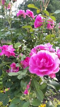 Vibrant pink roses bloom amidst lush green leaves. Soft light highlights petals in gentle, natural motion. No people present in this serene botanical scene. Ideal for themes like spring, romance