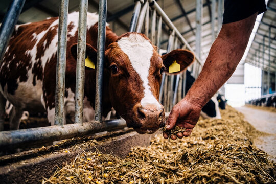 Hand-fed dairy cow in barn