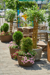 Obraz premium Vibrant flower pots and lush greenery brighten the city sidewalk on a sunny day