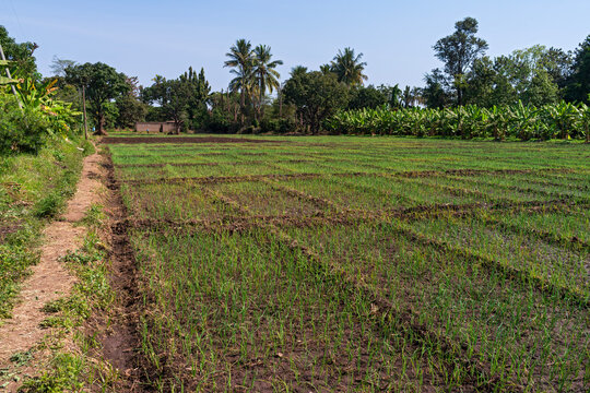 field of rice paddies and banana trees on border in mto wa mbu village of tanzania africa