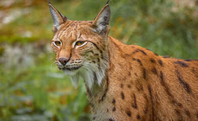 Obraz premium The Eurasian lynx (Lynx lynx) in the forest.