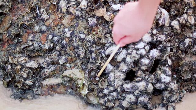 Close up video of a person using a stick to poke at barnacles on a rock near the shore.
