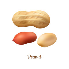 Fototapeta premium Peanuts shelled and with shell. Vector realistic groundnuts, natural farm product. Source of butter, oil and flour. Raw or roasted earthnuts. Vegetarians and vegan source of protein and vitamins