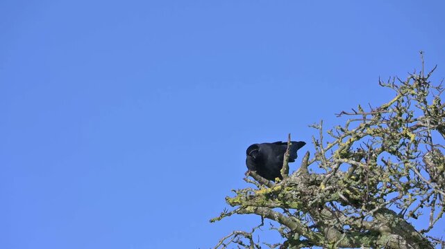 Jackdaw (Corvus monedula) flying out of a tree in slow motion. April, Kent, UK [Slow motion x10]