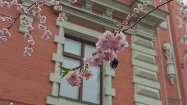 Soft focus image of cherry blossoms with decorative window framing. Closeup of delicate cherry blossoms against brick with ornate window and blurry artistic background used for branding