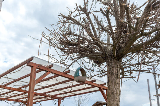 Heavily pruned leafless tree with rough bark holds a small ceramic hanging bird feeder beside a wooden pergola and cloudy sky. Useful for garden maintenance, bird care, pruning, backyard and early spr